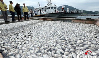 韩国水产养殖场赤潮蔓延 数十万条鱼死亡
